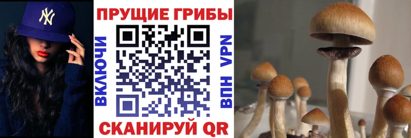 блэк спрут ТОР  Белоярский  Псилоцибиновые грибы прущие грибы 